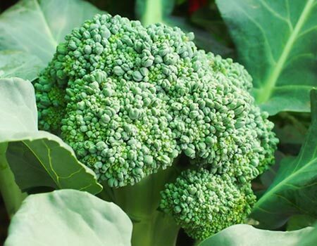 Broccoli