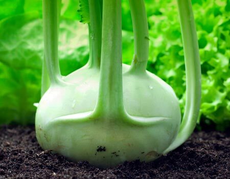 Kohlrabi
