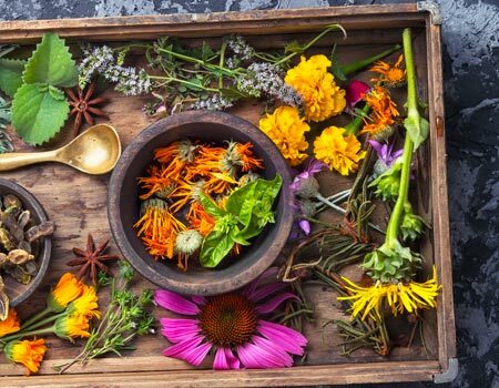Medicinal and Tea Gardens