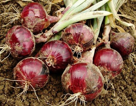 Onions