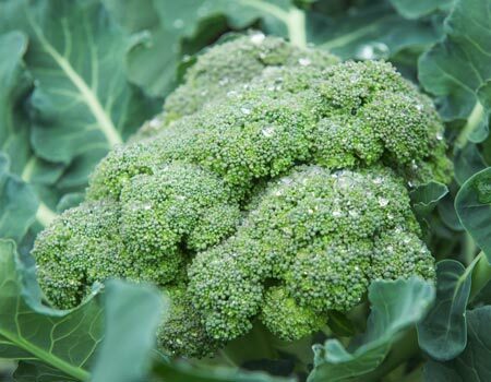 Organic Broccoli