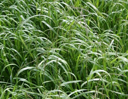 Organic Grasses