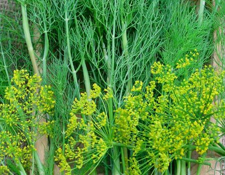 Herbs