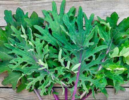 Organic Kale & Kohlrabi