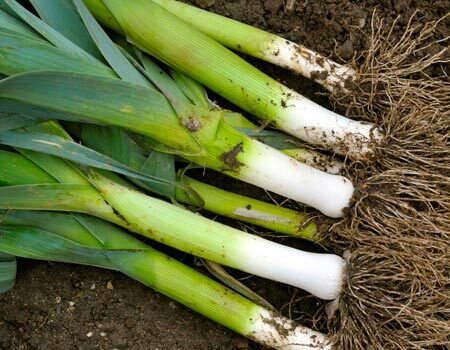 Organic Leeks