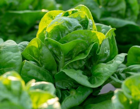 Lettuce