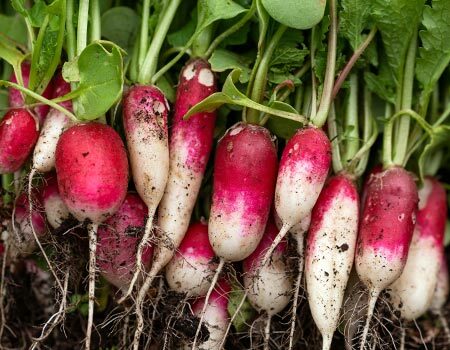 Organic Radishes
