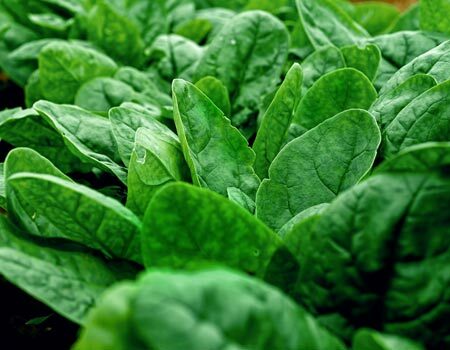 Swiss Chard