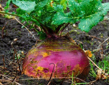 Rutabaga