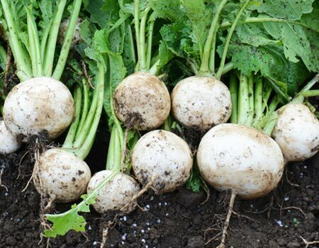 Turnips