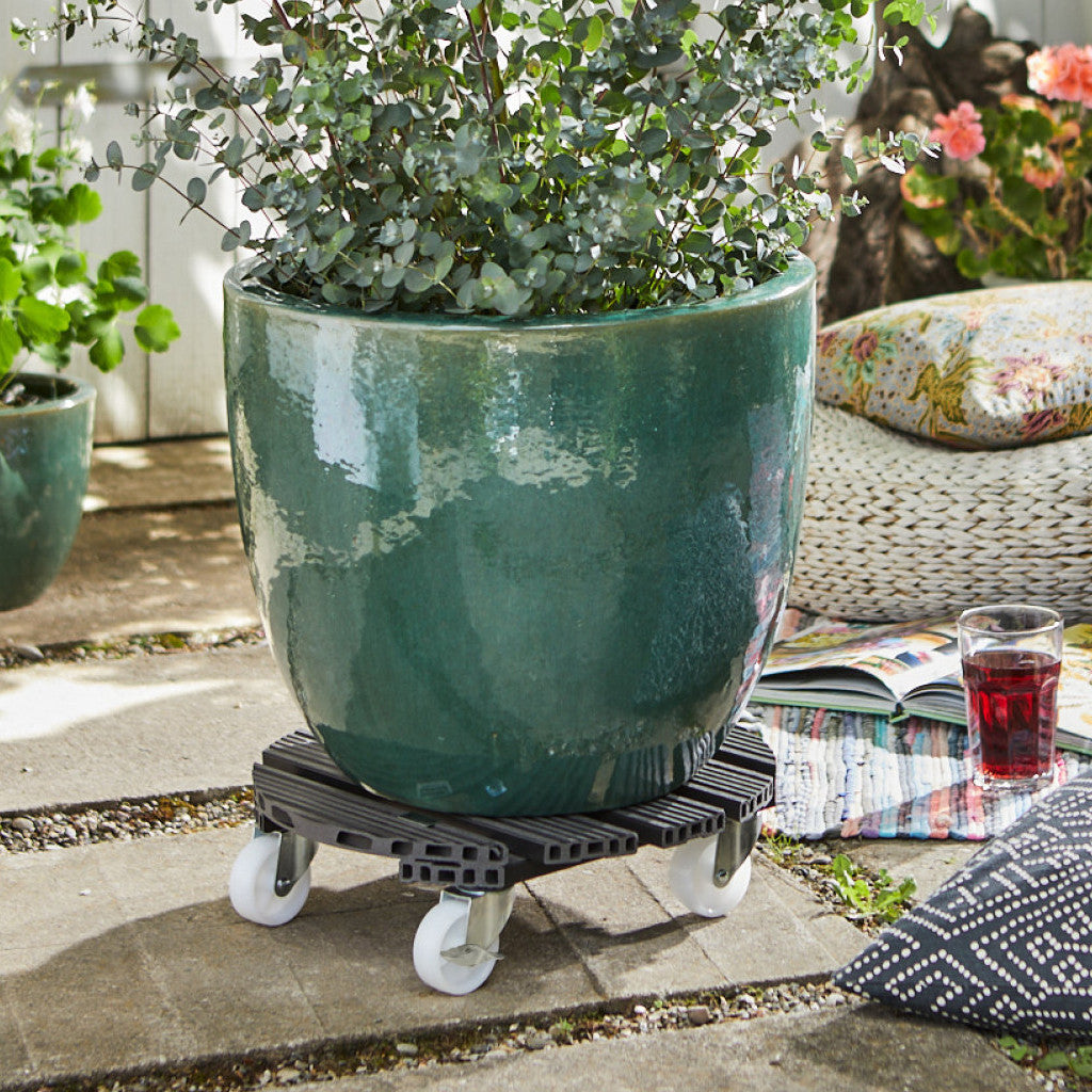 buy indoor plants near me The Favorite 5 Bundle with Planter main image 0