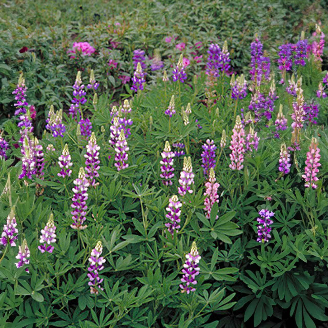 100+ Dwarf Lupine Seeds – Pixie Delight Mix (Lupinus Hartwegii) Annual Multicolor Flowers