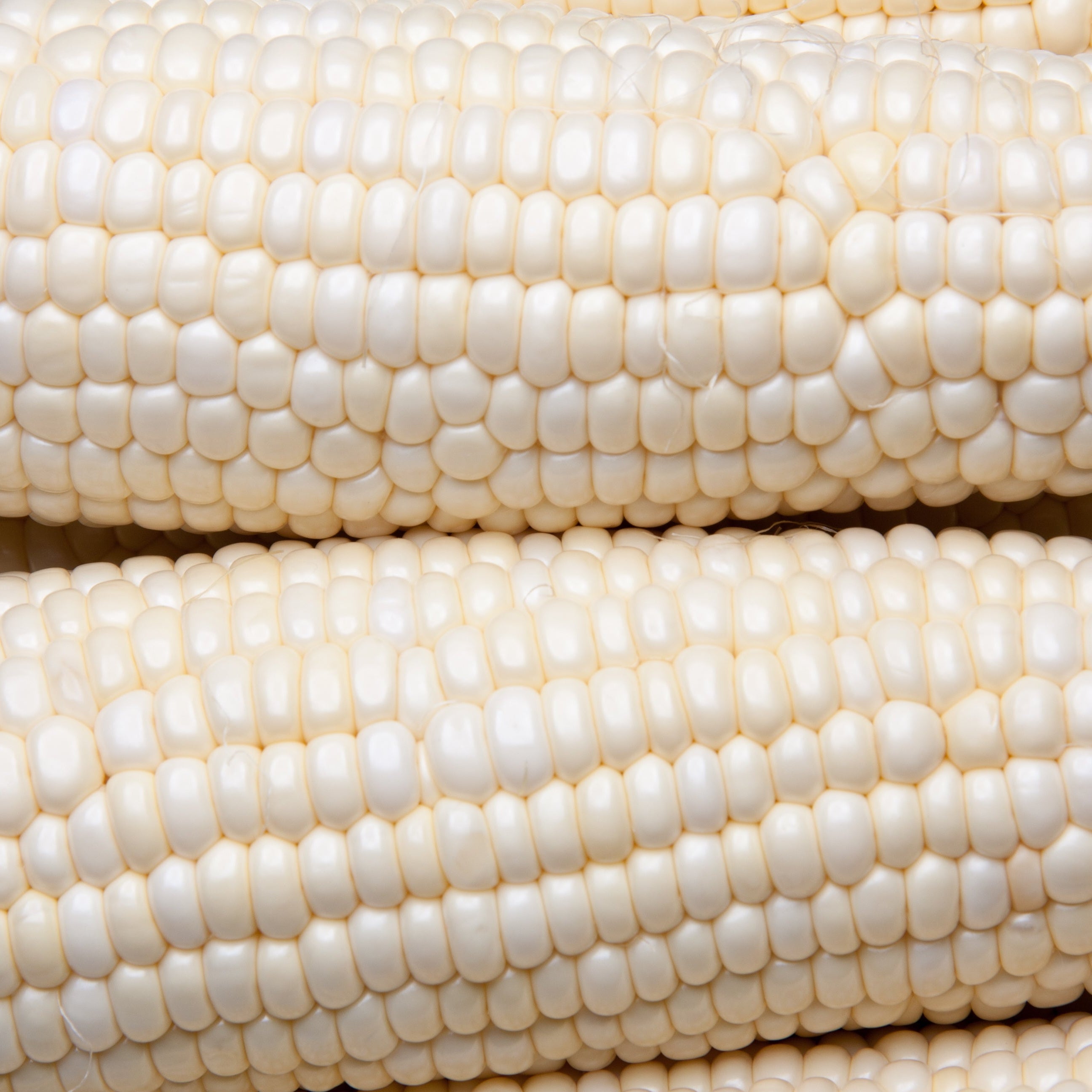 white corn seeds for planting Trucker’s Favorite White Corn (Zea mays)