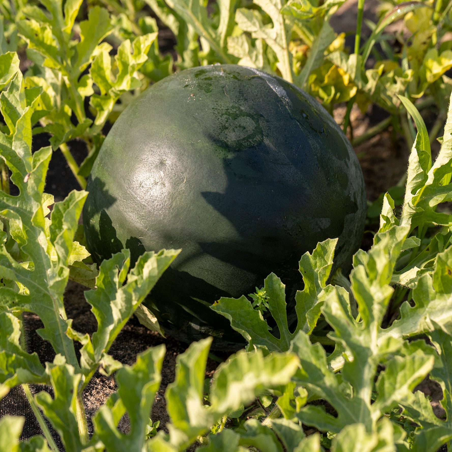 Black Jewel Watermelon Citrullus Lanatus Annies Heirloom Seeds black-jewel-watermelon-citrullus-lanatus-annies-heirloom-seeds