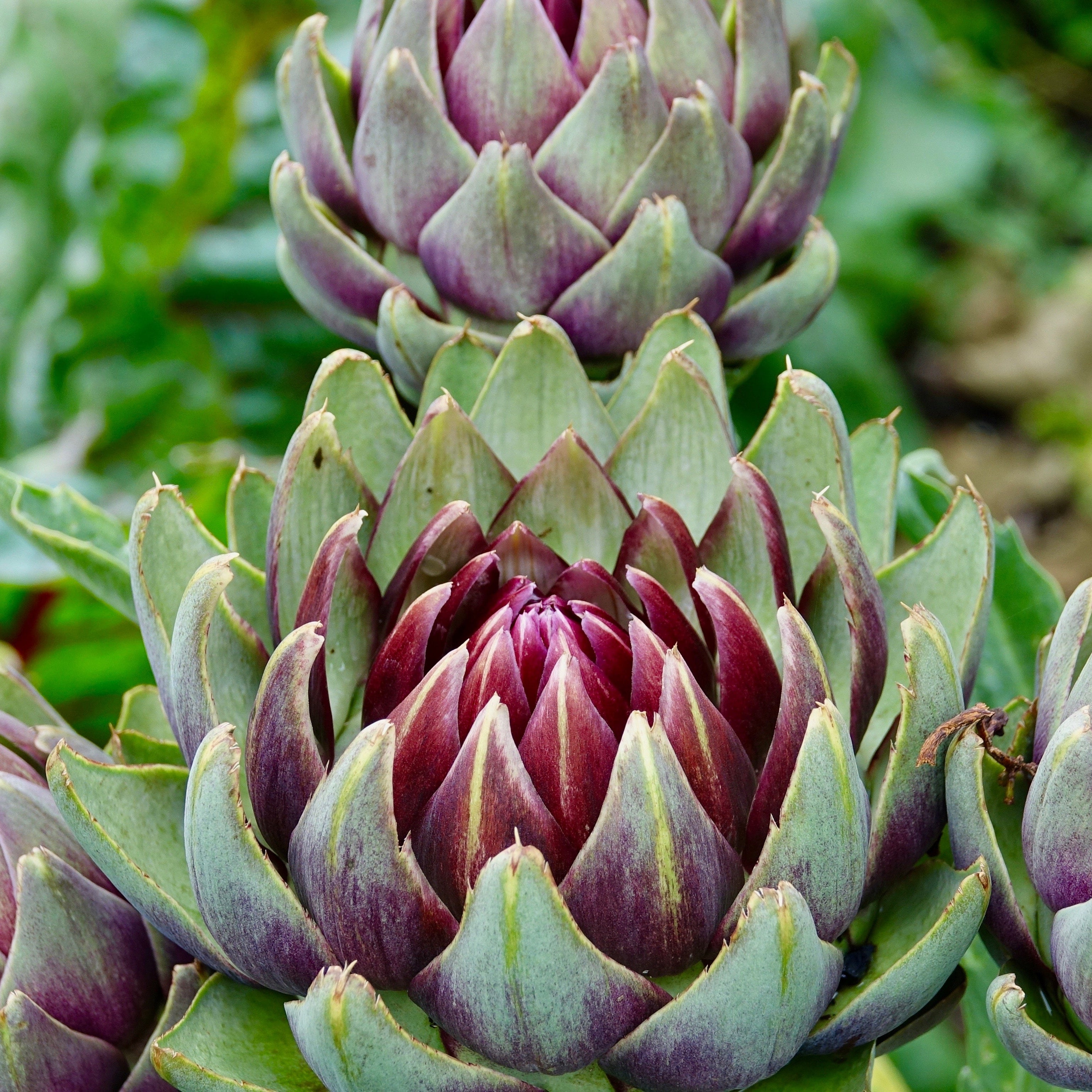 artichoke succulent Violet Artichoke (Cynara scolymus)