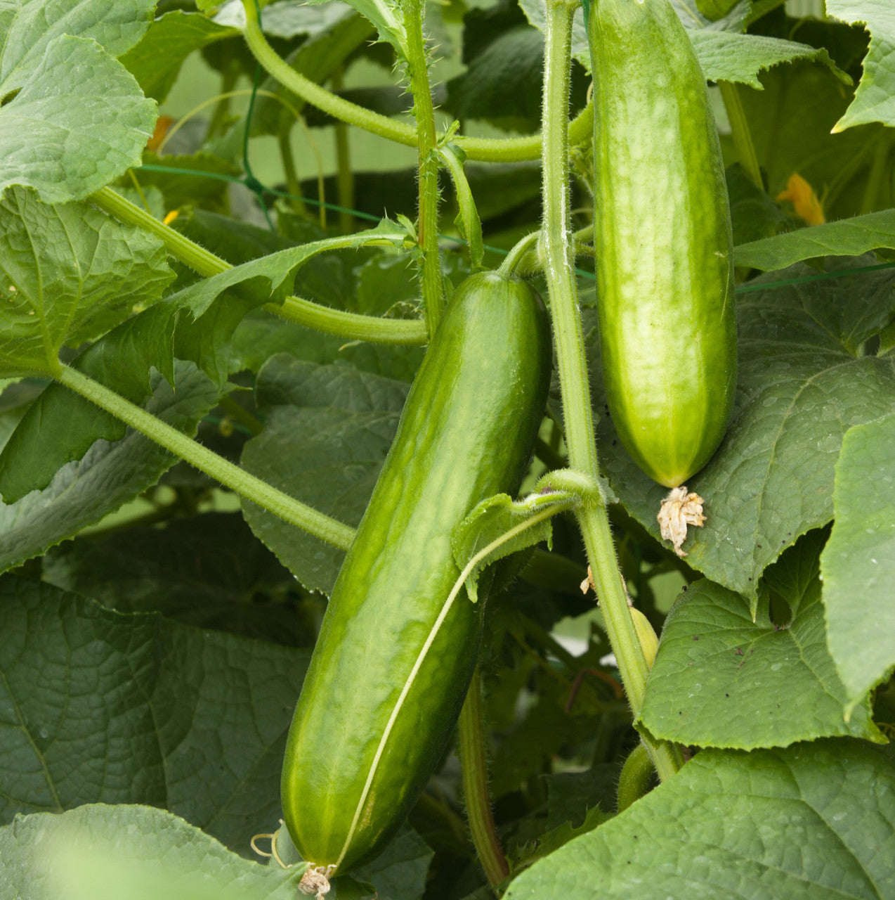cucumber succulent Muncher Cucumber (Cucumis sativus)