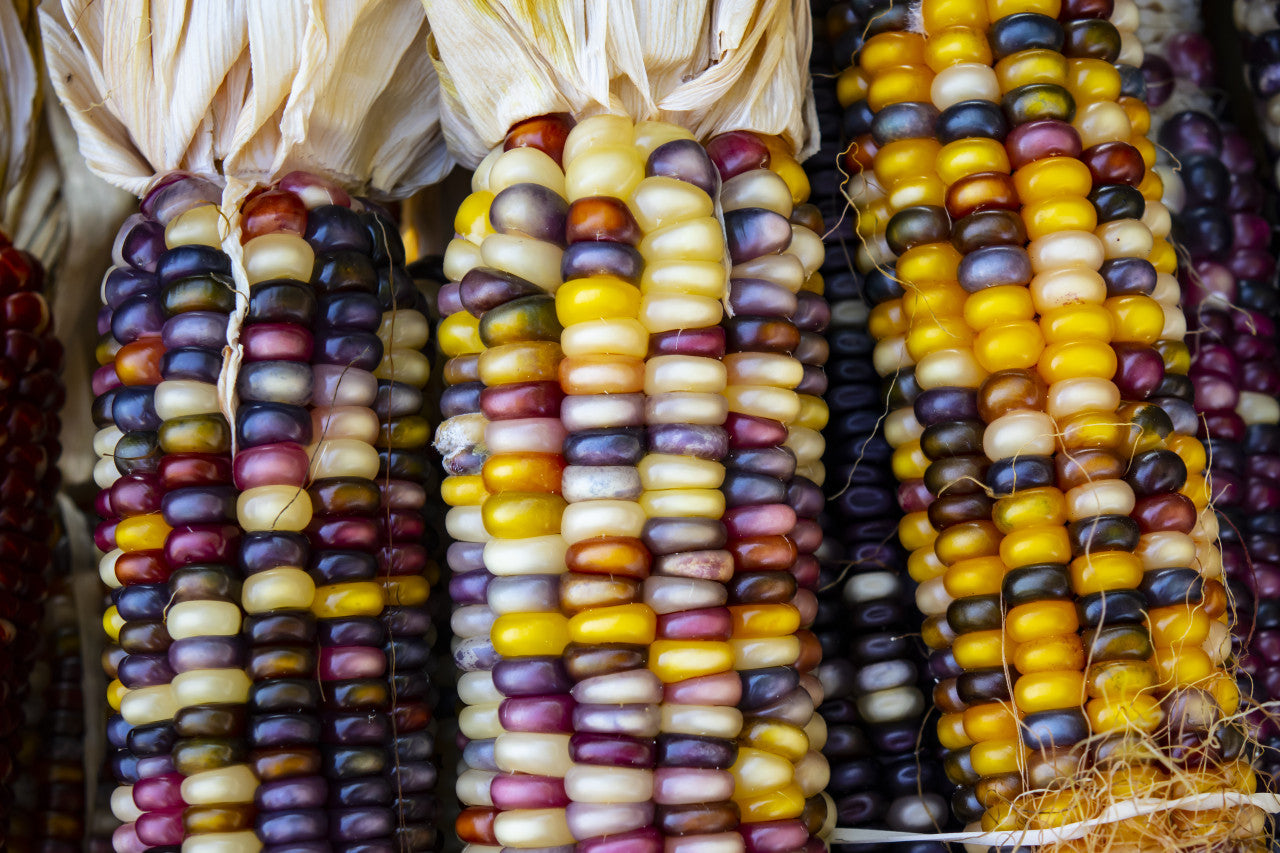 indian corn seeds for planting Ornamental Indian Corn (Zea mays)