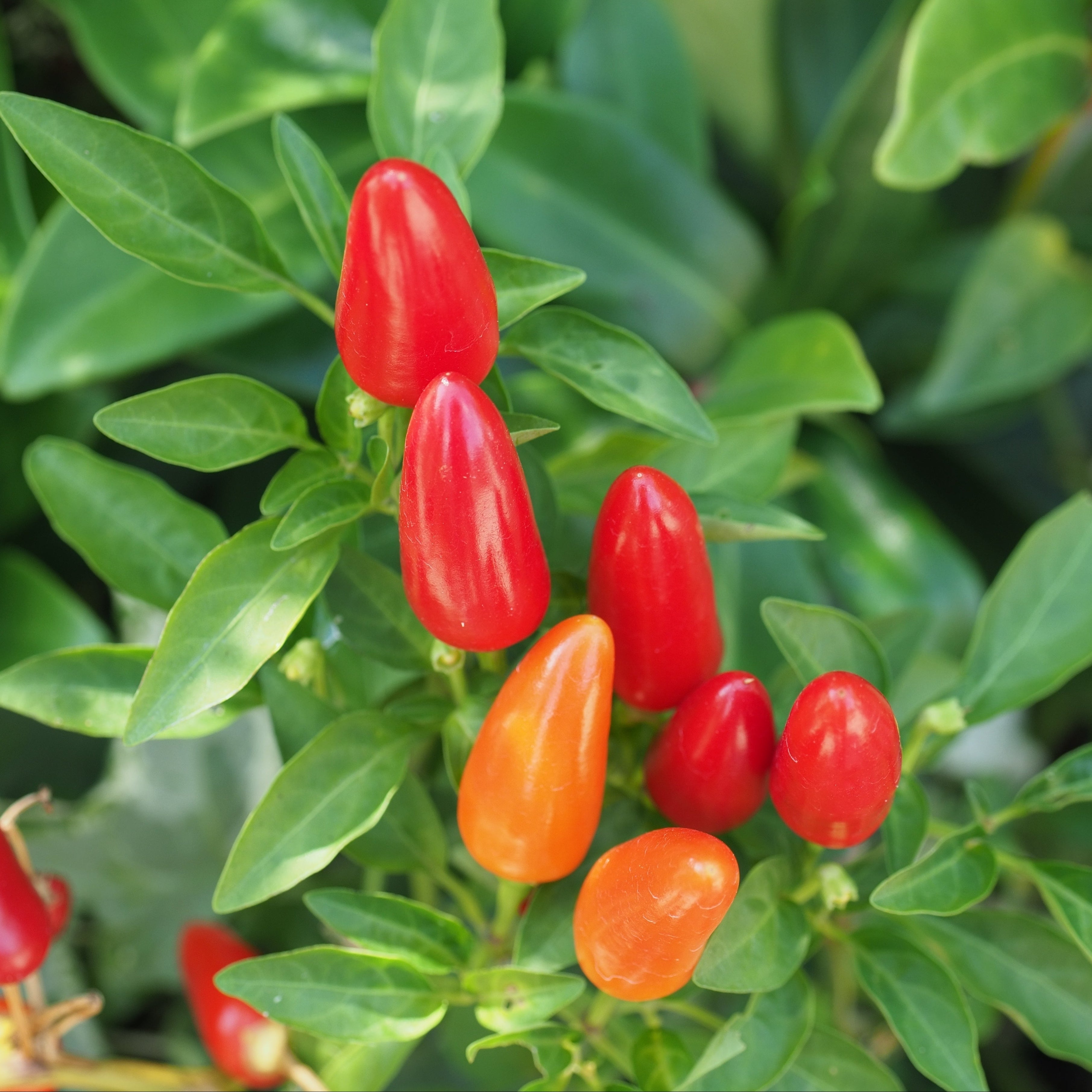 pepper seeds for planting Cascabella Pepper (Capsicum annuum) – Annies Heirloom Seeds