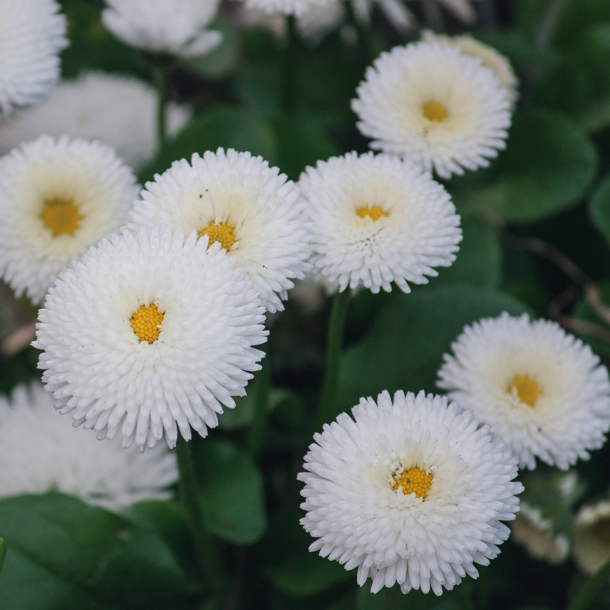 snowball flower seeds Organic Snowball Feverfew (Tanacetum parthenium) Tender Perennial