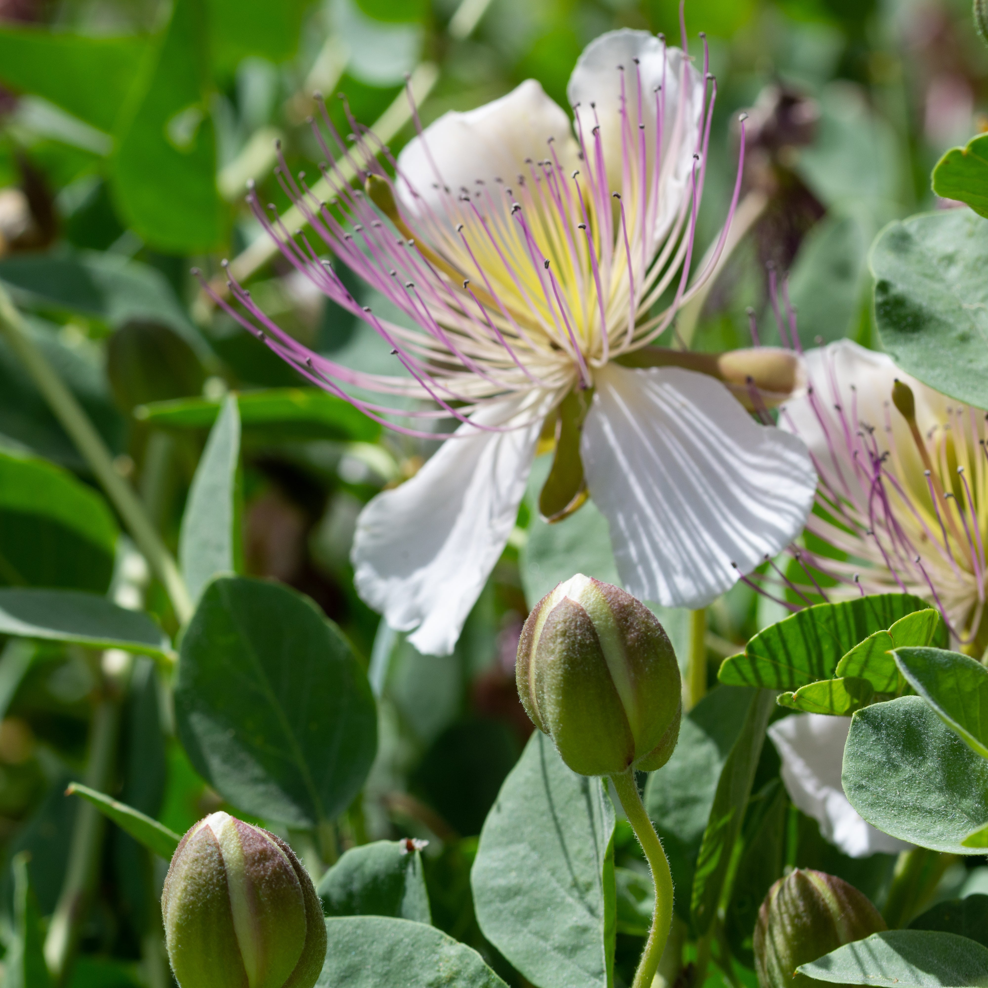 flower bush seeds Caper Bush Seeds (Capparis spinosa) Perennial