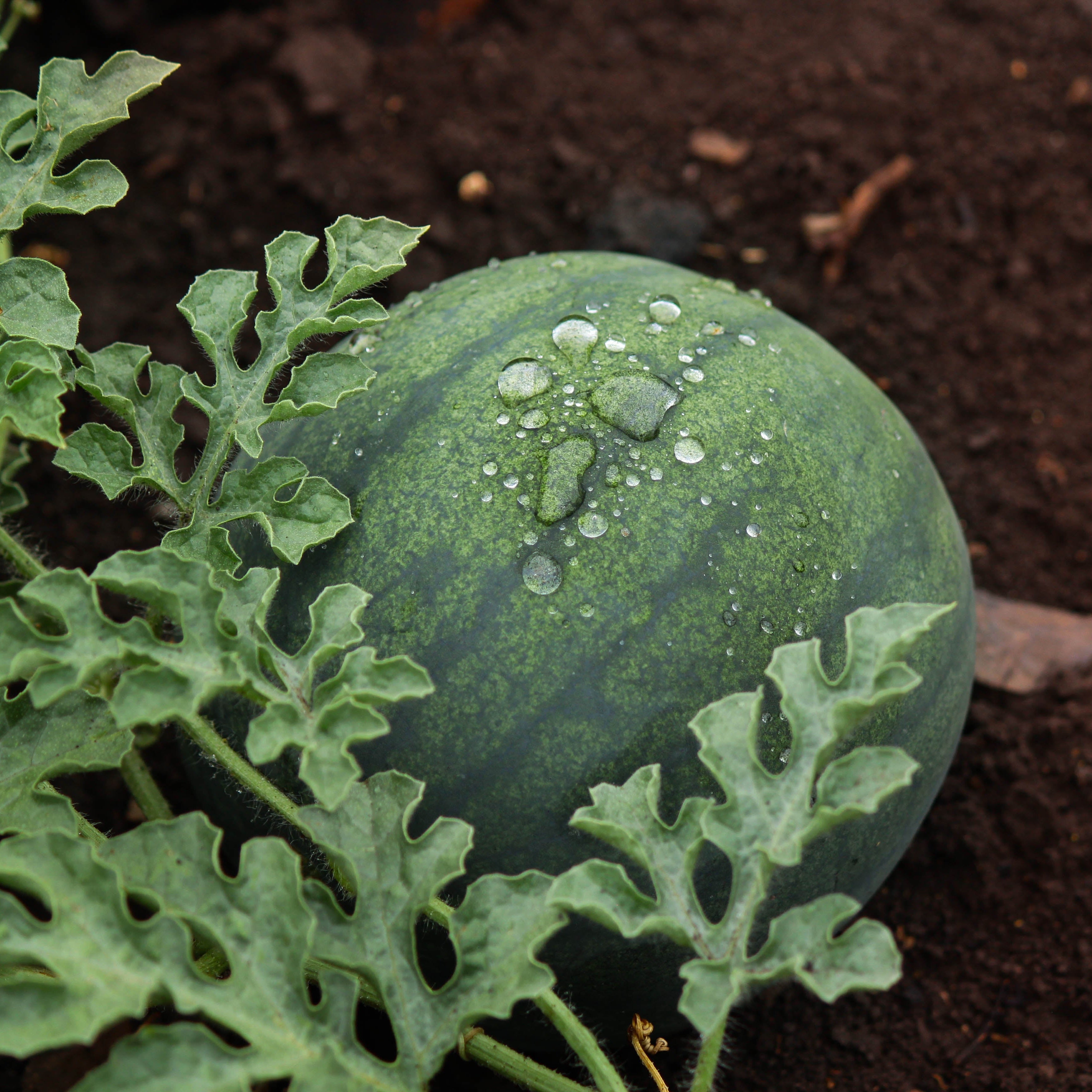 plant watermelon seeds Black Diamond Watermelon (Citrullus lanatus) – Annies Heirloom Seeds