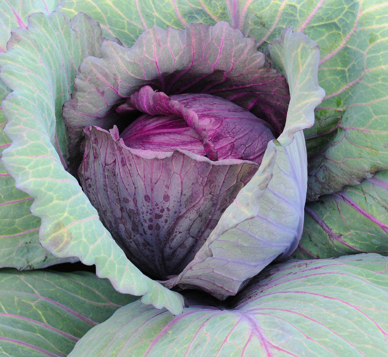 planting red cabbage seeds Organic Red Acre Cabbage (Brassica oleracea)