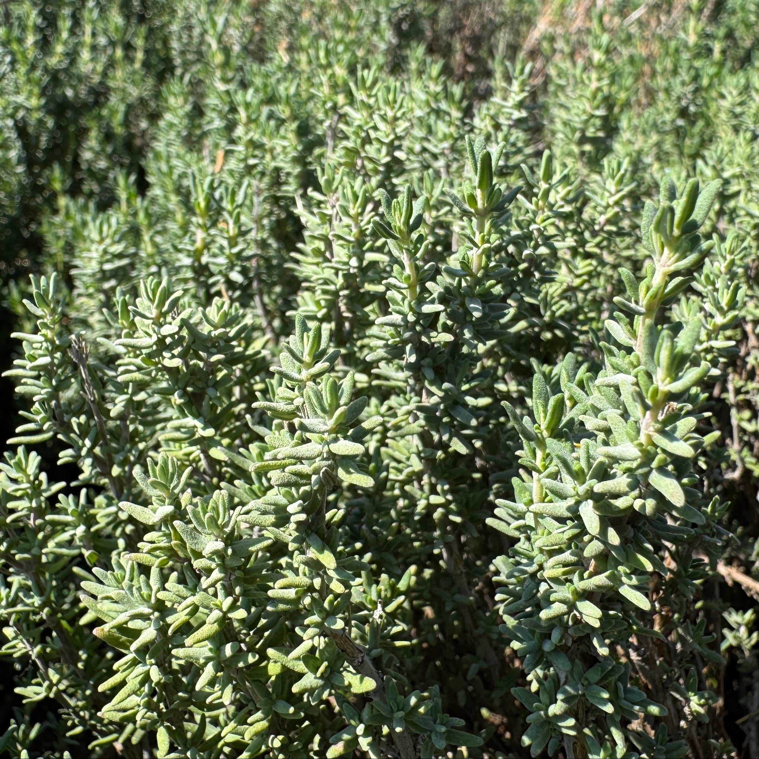 plant thyme seeds Winter Thyme (Thymus vulgaris) Perennial