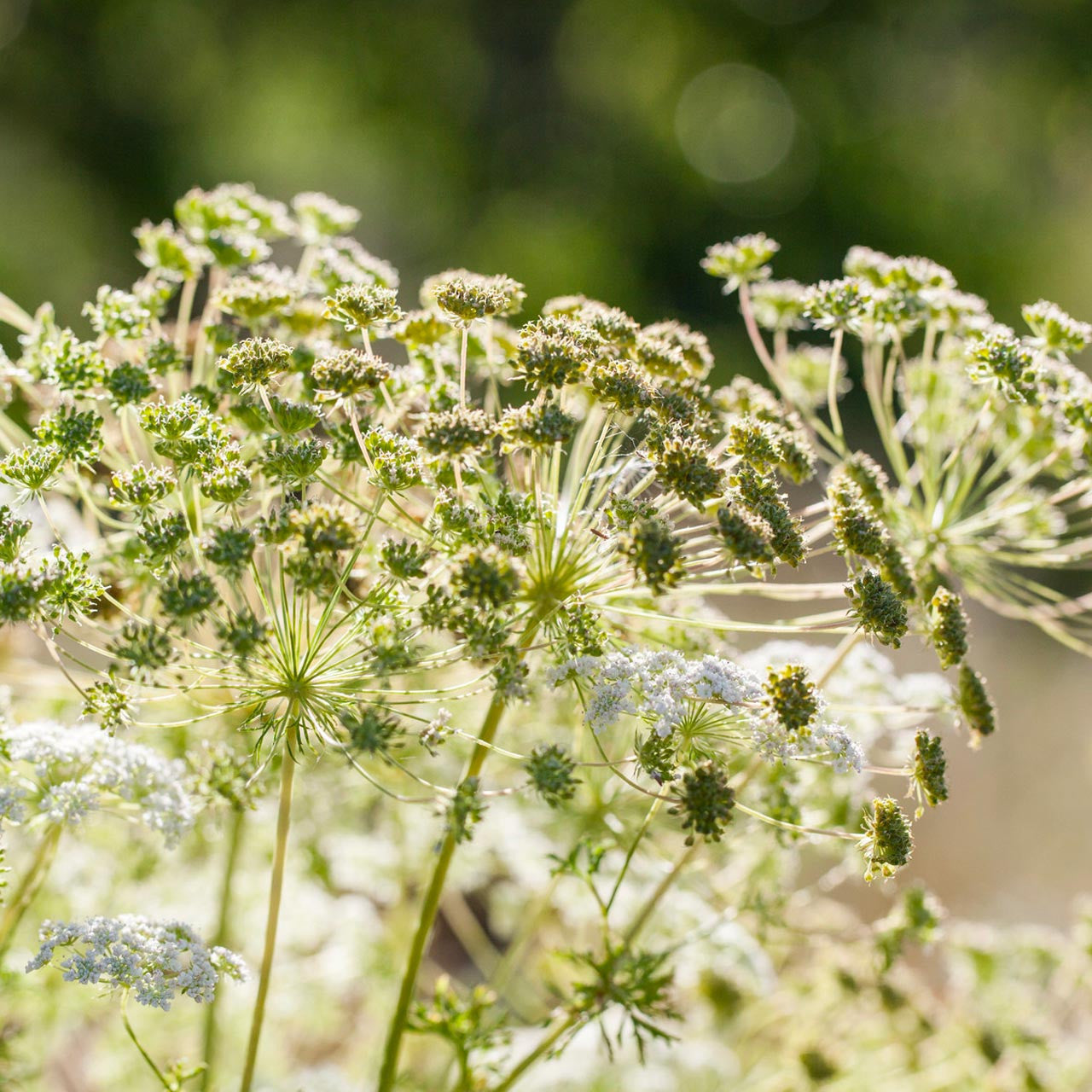 anise plant seed Anise (Pimpinella anisum)