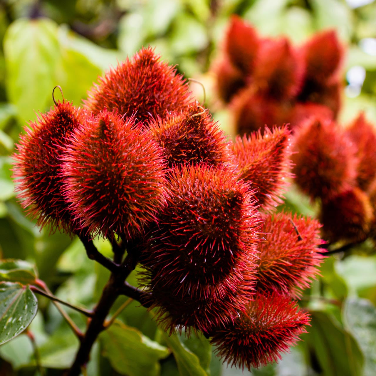 annatto seed plant Annatto (Bixa orellana) Perennial