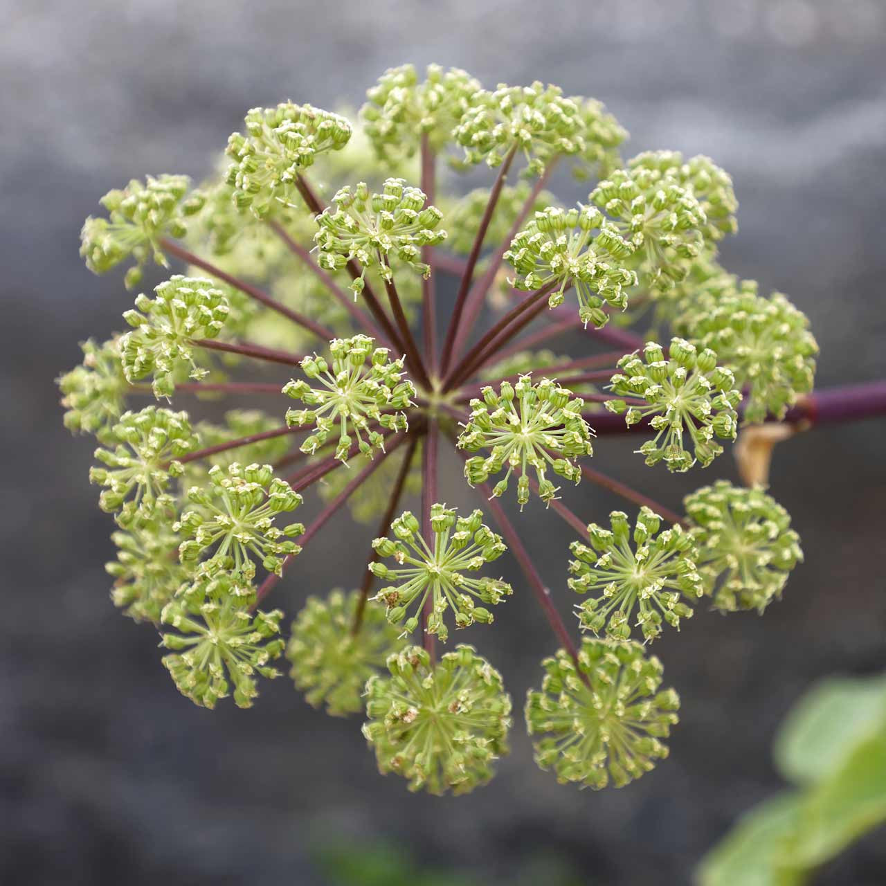 angelica plant seeds Angelica (Angelica archangelica) – Annies Heirloom Seeds