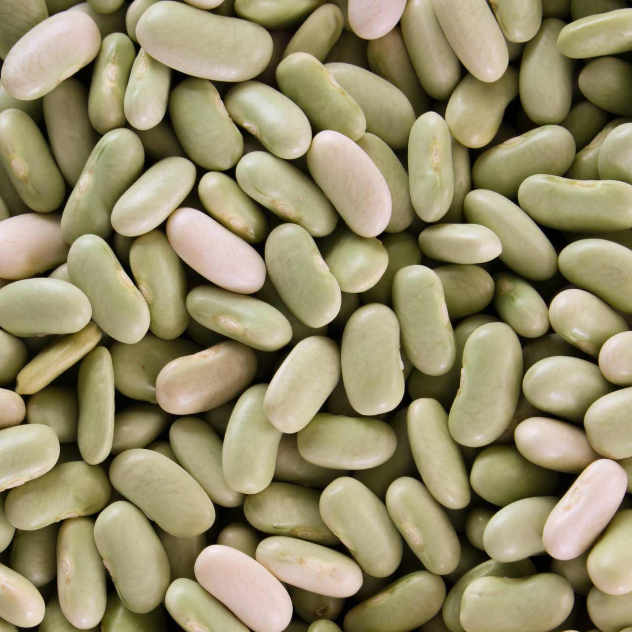 Flageolet Bush Bean Phaseolus Vulgaris Annies Heirloom Seeds flageolet-bush-bean-phaseolus-vulgaris-annies-heirloom-seeds