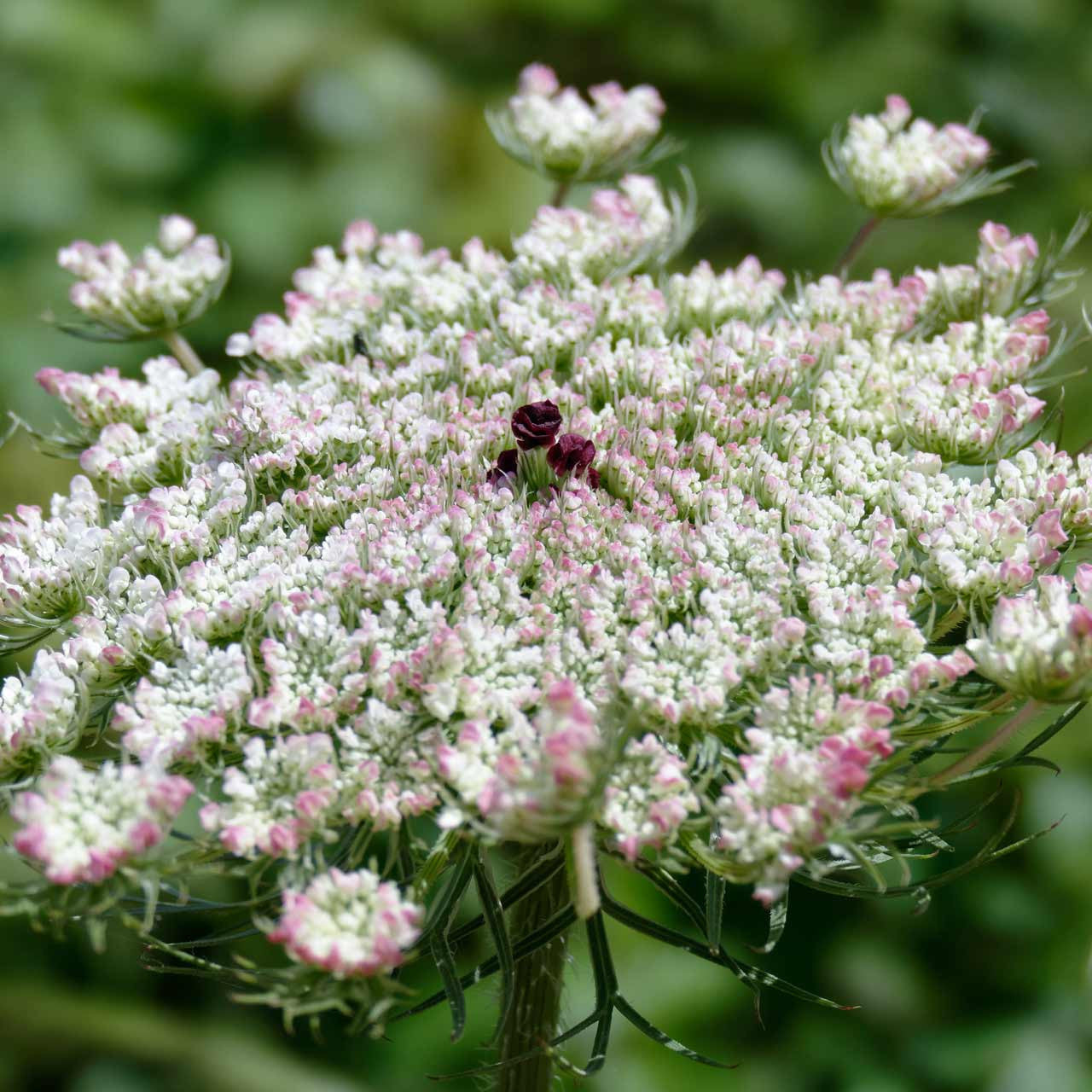 dara flower seeds Organic Dara/Queen Anne's Lace (Daucus carota) Biennial – Annies Heirloom Seeds
