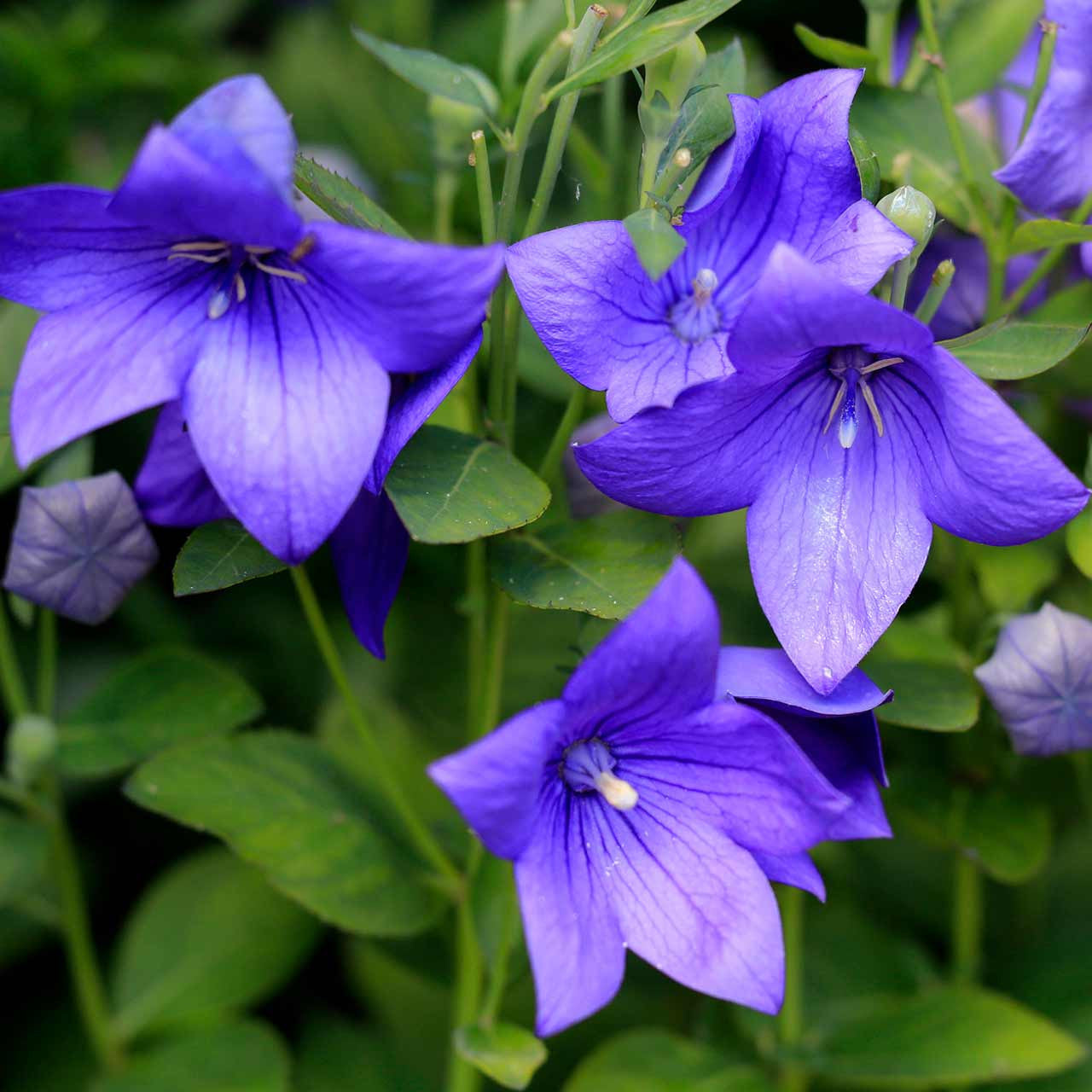 balloon flower seeds for sale Balloon Flower (Platycodon grandiflorus) Perennial