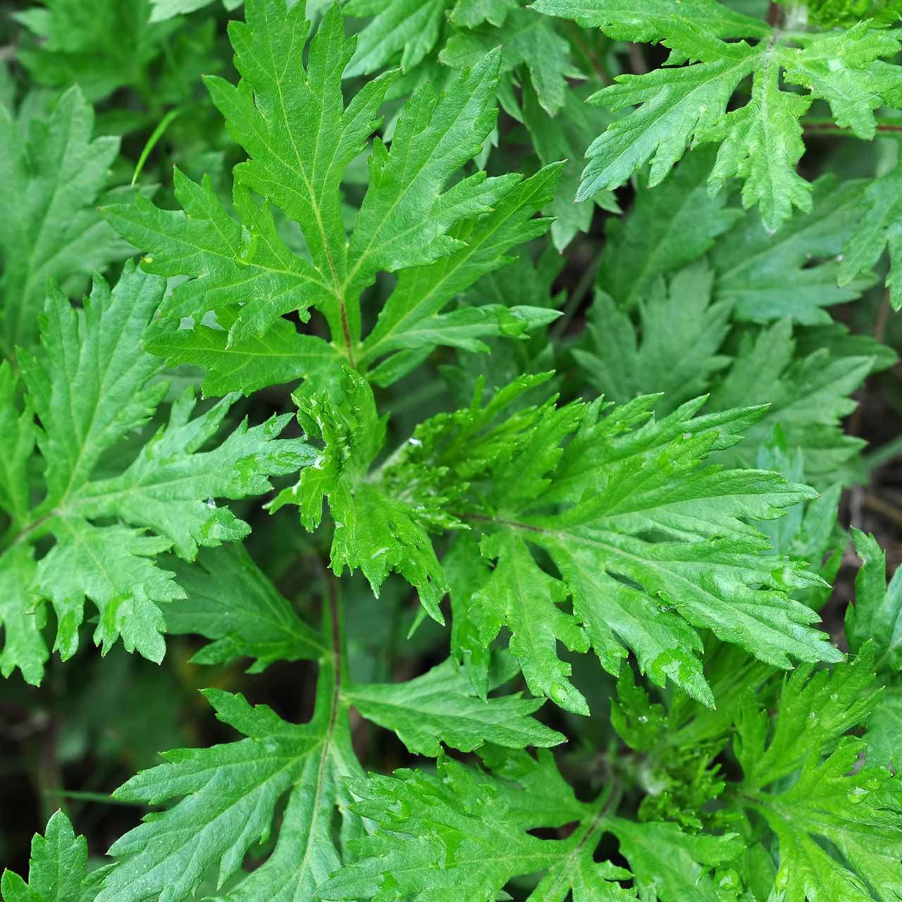 mugwort plant seeds Mugwort (Artemisia vulgaris) Perennial