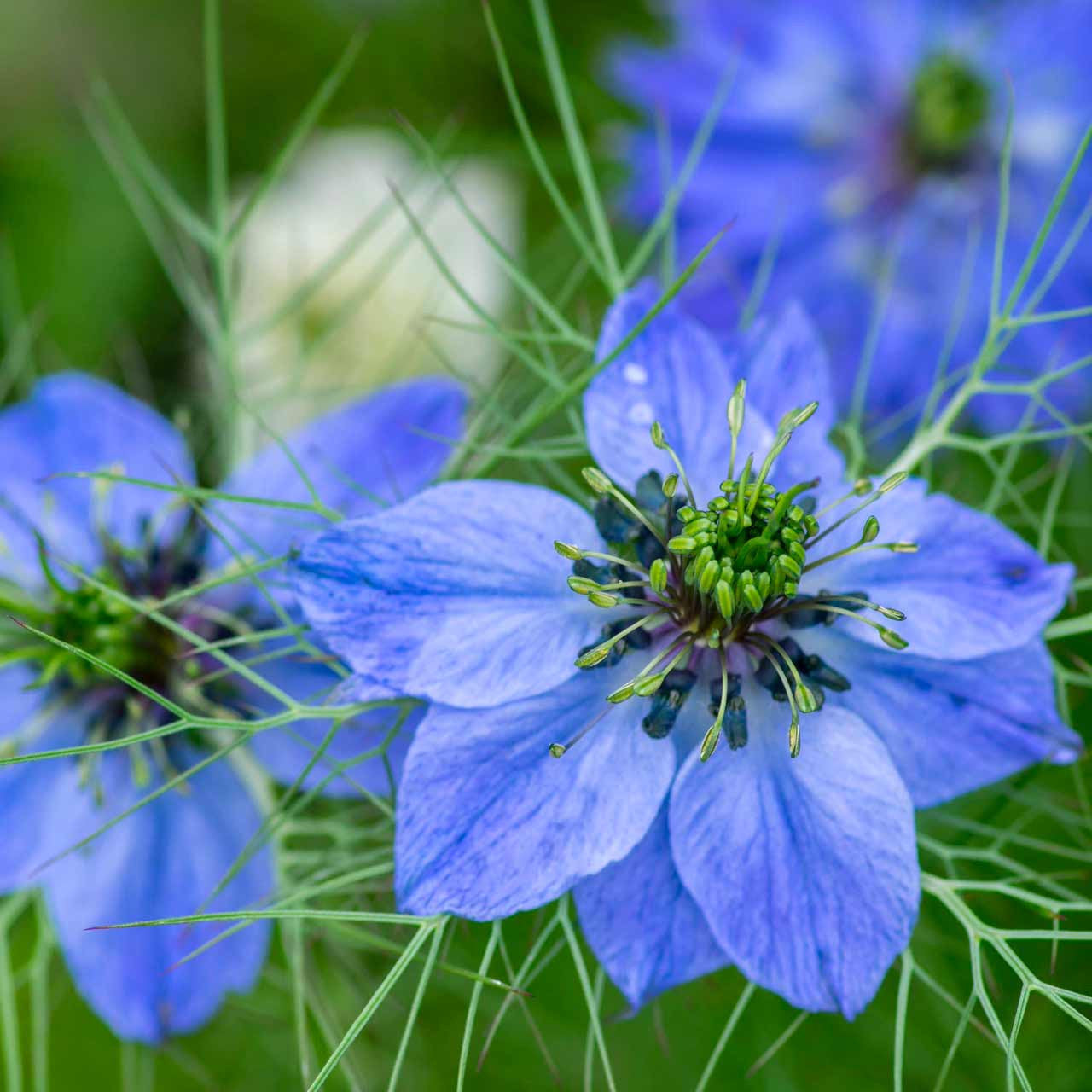 nigella seeds for planting Organic Love-In-A-Mist/Nigella (Nigella damascena)