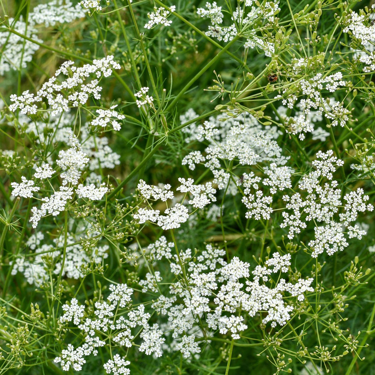Cumin, graine BIO - Tisane de Cuminum cyminum | Herboristerie Cumin, graine BIO - Tisane de Cuminum cyminum | Herboristerie