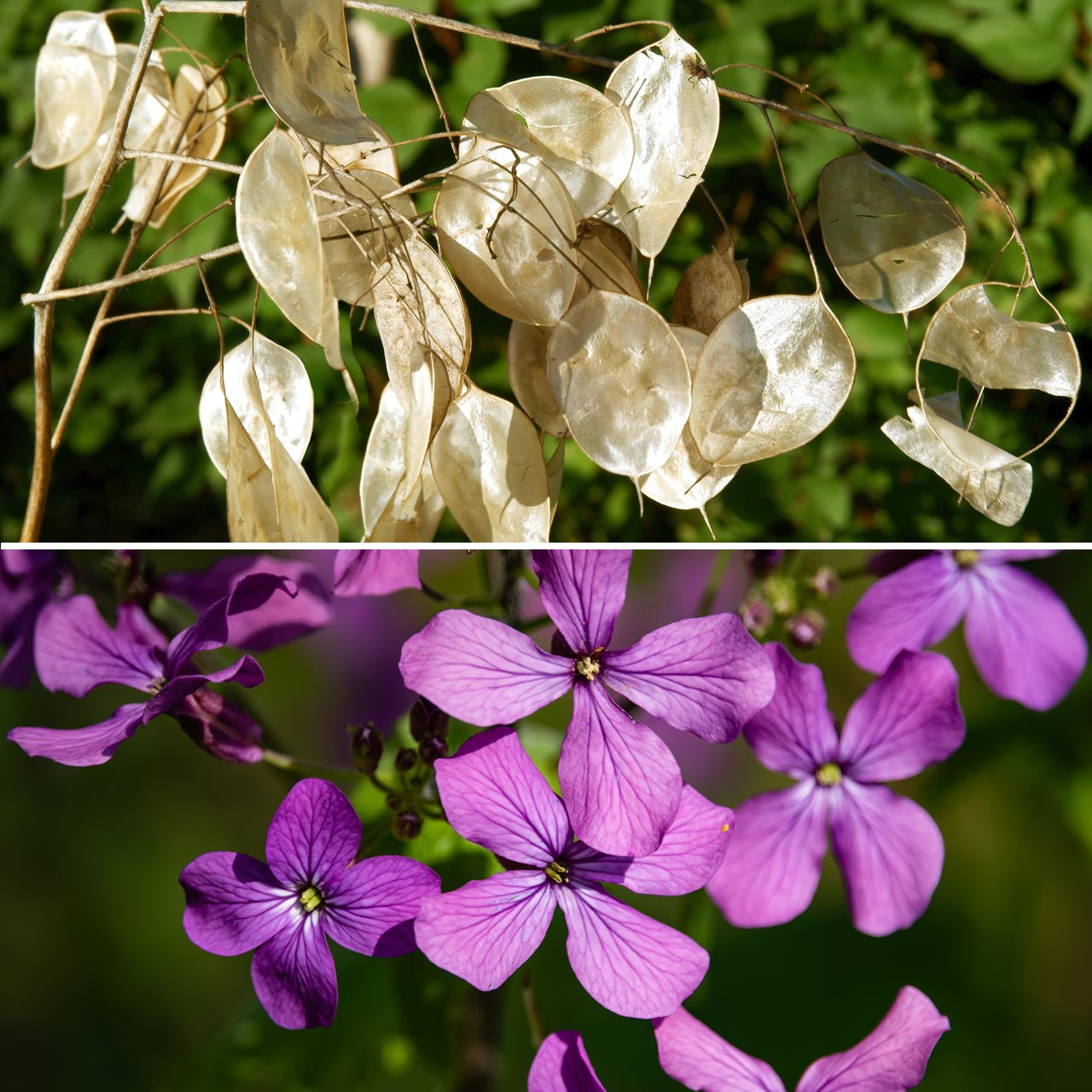 money plant purple leaves Honesty Plant (Lunaria biennis) – Annies Heirloom Seeds