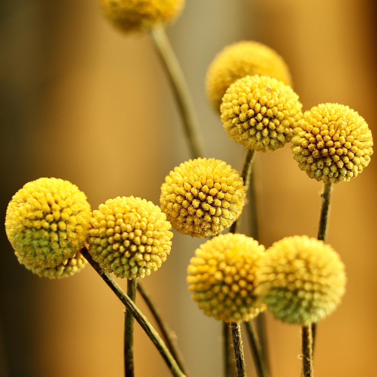 craspedia flower seeds Sun Ball Craspedia (Craspedia globose) Annual – Annies Heirloom Seeds