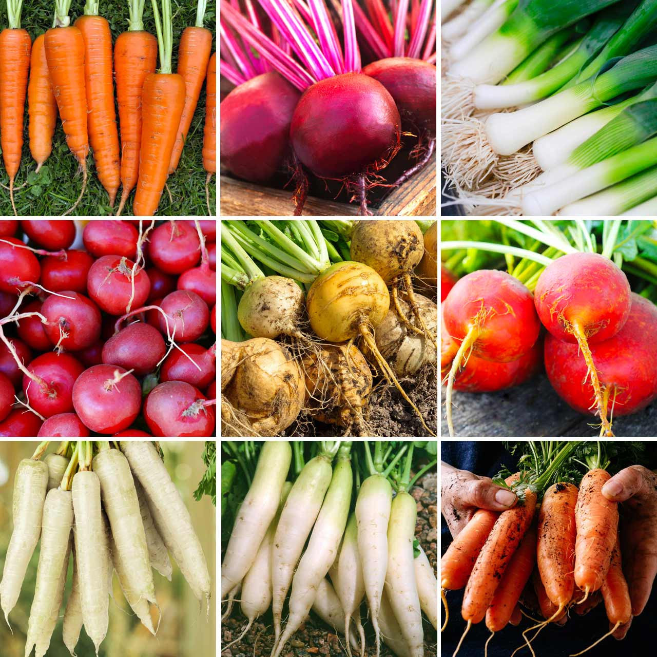 annie's garden seeds Annie's Cool Crop Root Vegetable Garden