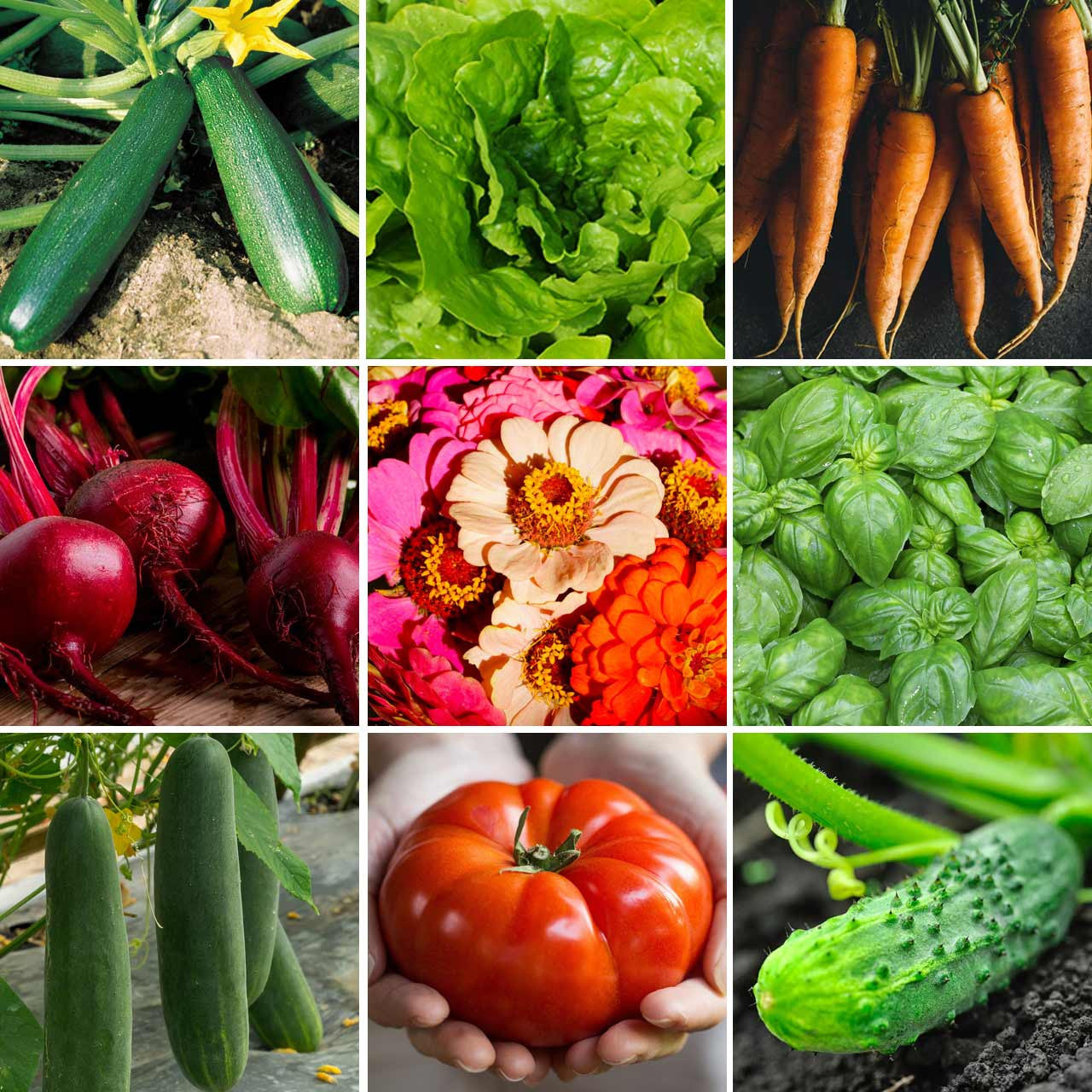 garden seeds for sale Organic Annie's Victory Garden Kit