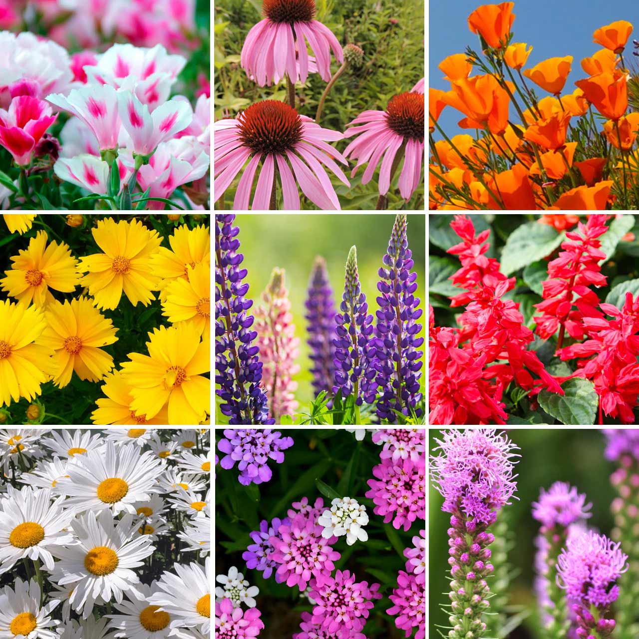 deer resistant wildflower seed mix Annie’s Deer Resistant Wildflower Mix