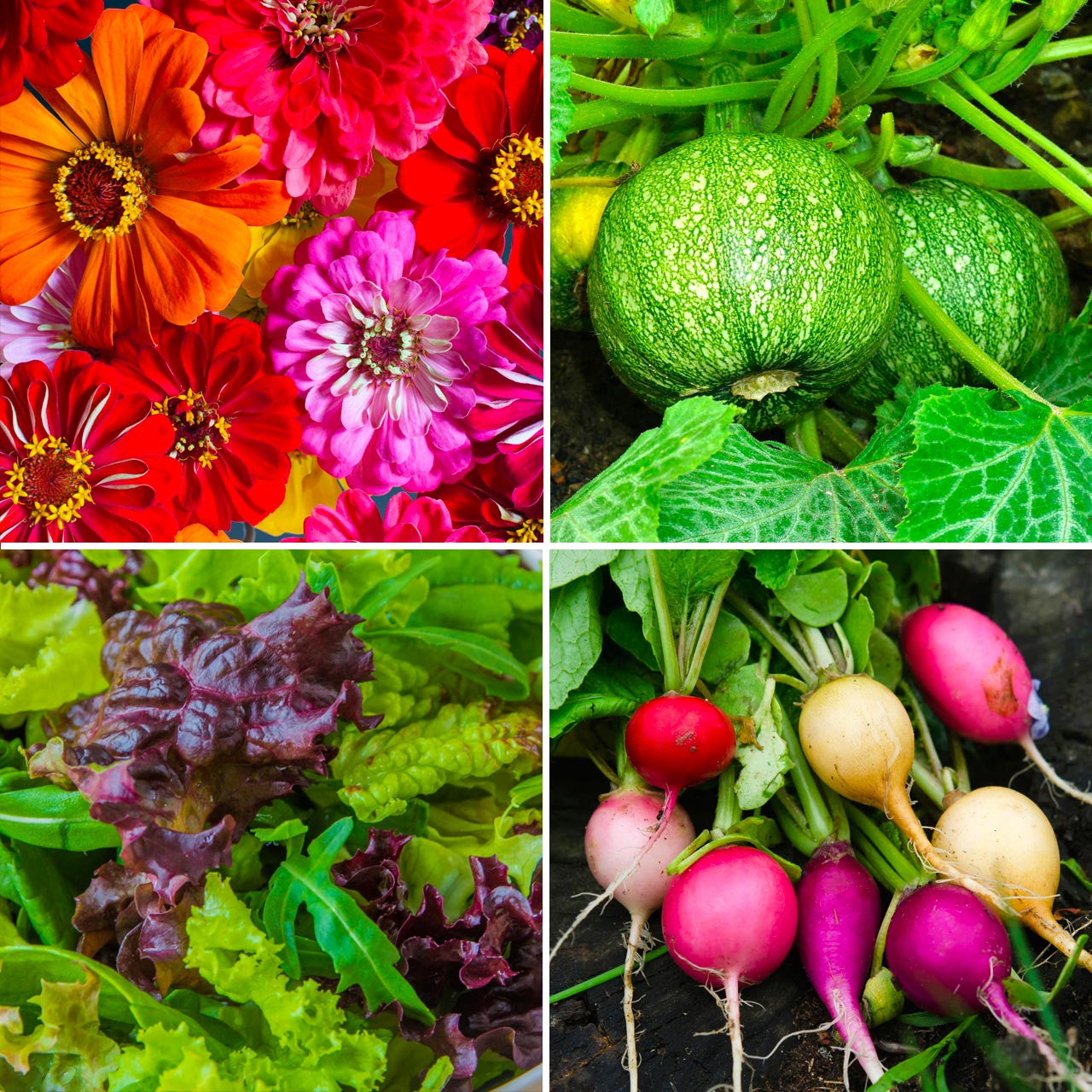 Annie's Beginners Garden Kit Annies Heirloom Seeds