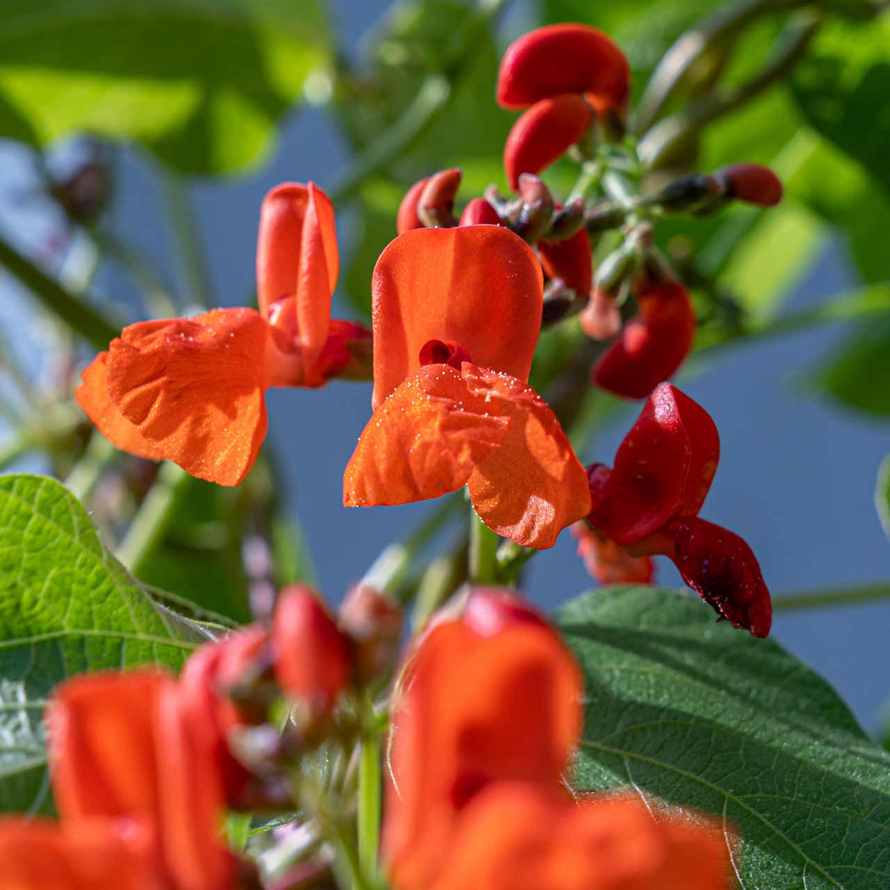 red and black seed plant Black Coat Runner Bean (Phaseolus coccineus) – Annies Heirloom Seeds