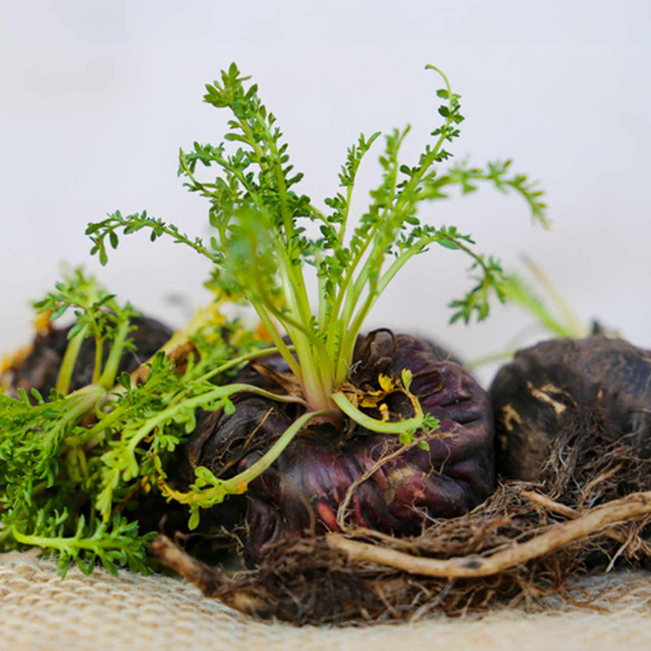 maca root plant seeds Black Maca (Lepidium meyenii) Biennial