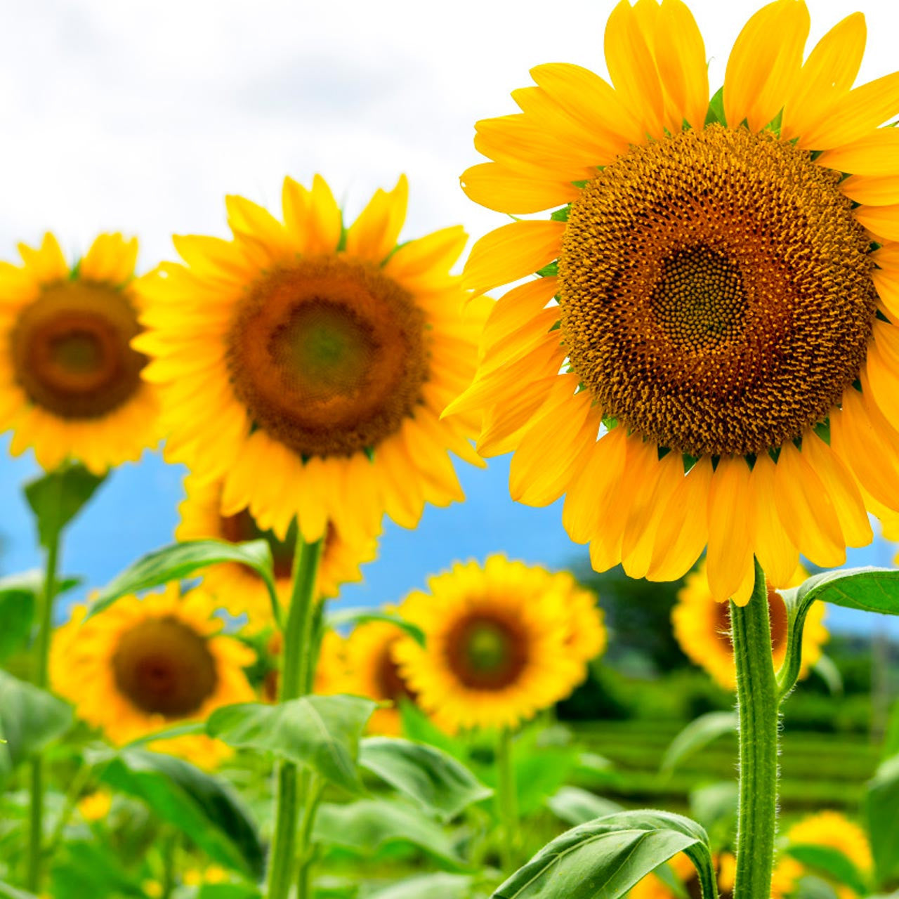 plant black sunflower seeds Black Oil Sunflower (Helianthus annuus)