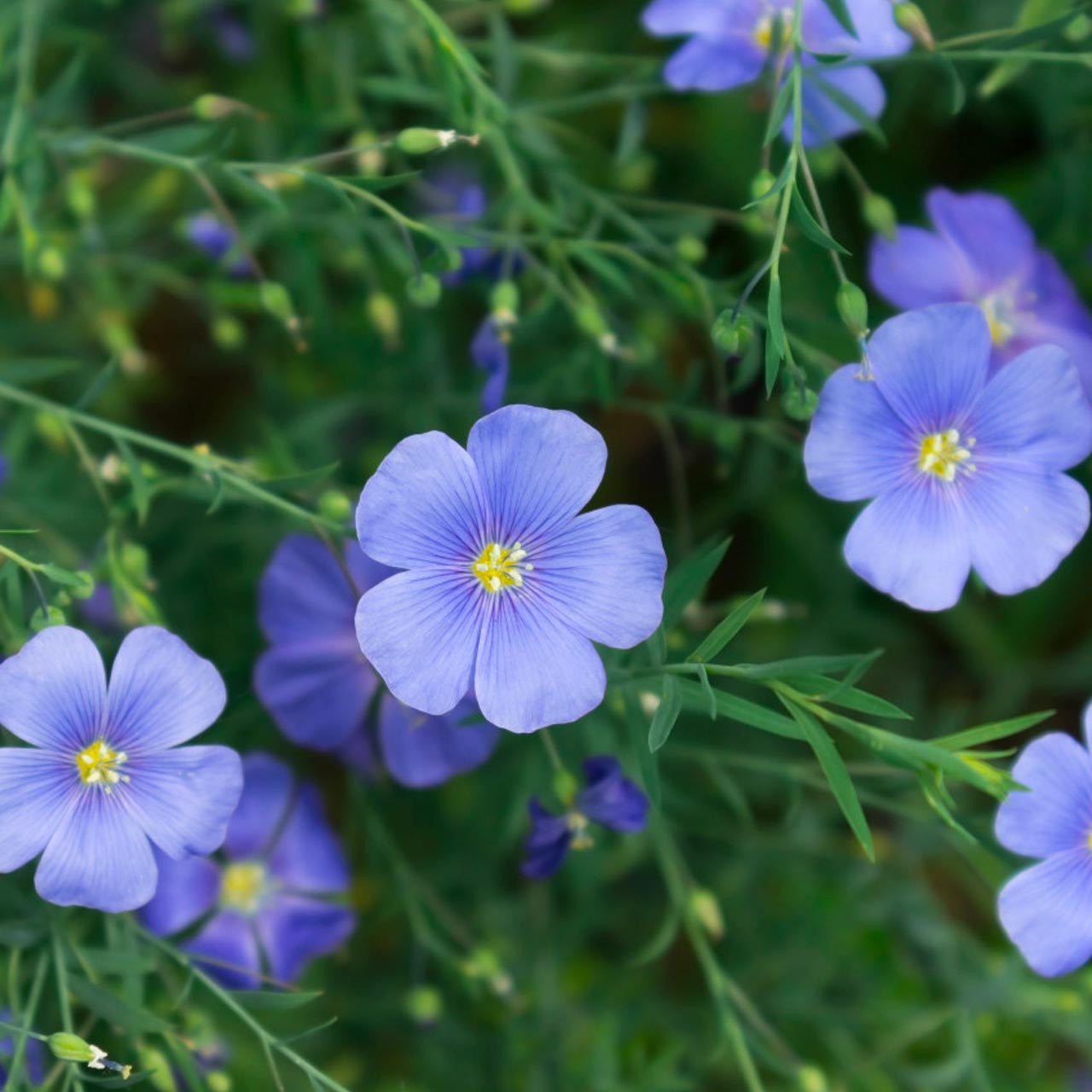 flax plant seeds Blue Flax (Linum perenne)