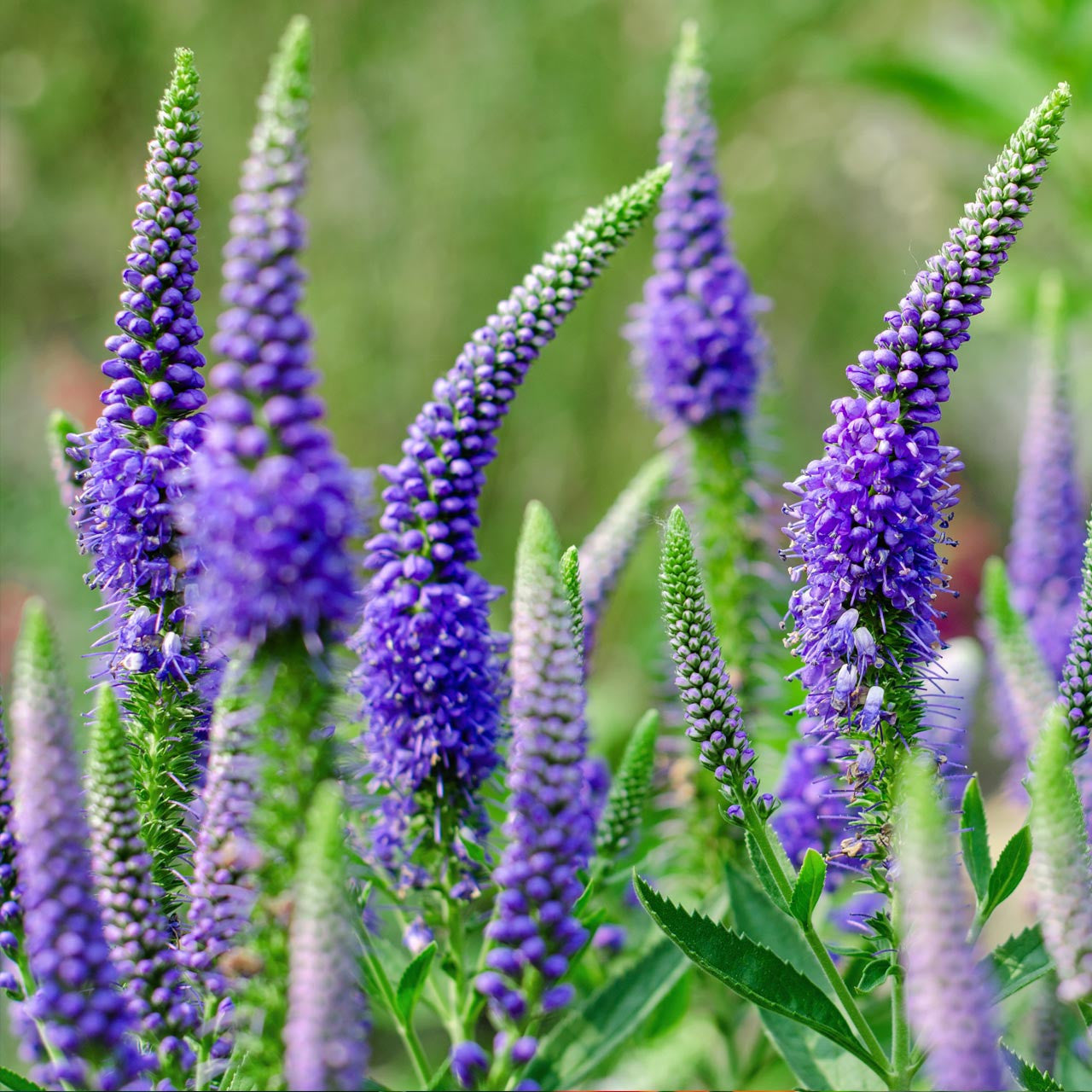 veronica plant seeds Organic Blue Veronica (Veronica spicata) Perennial