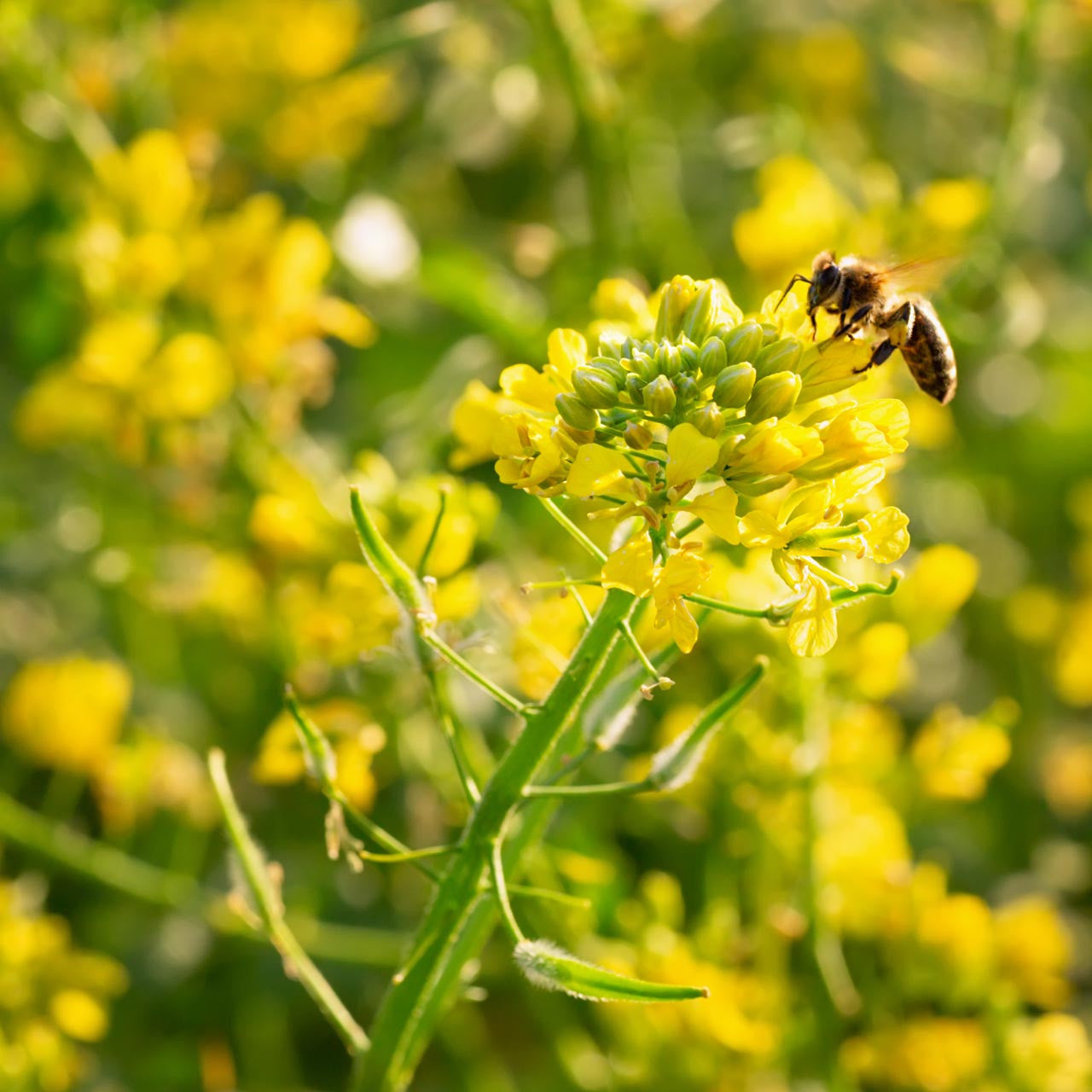 indian mustard seeds for planting Brown Mustard (Brassica juncea)