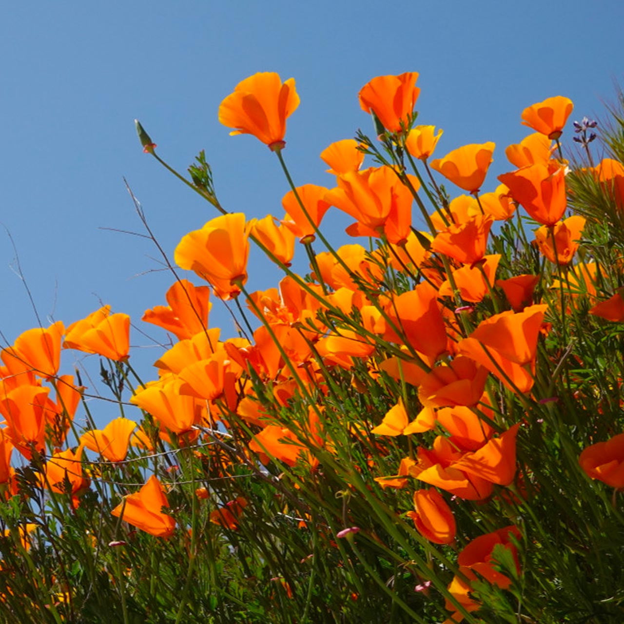 California Orange Poppy