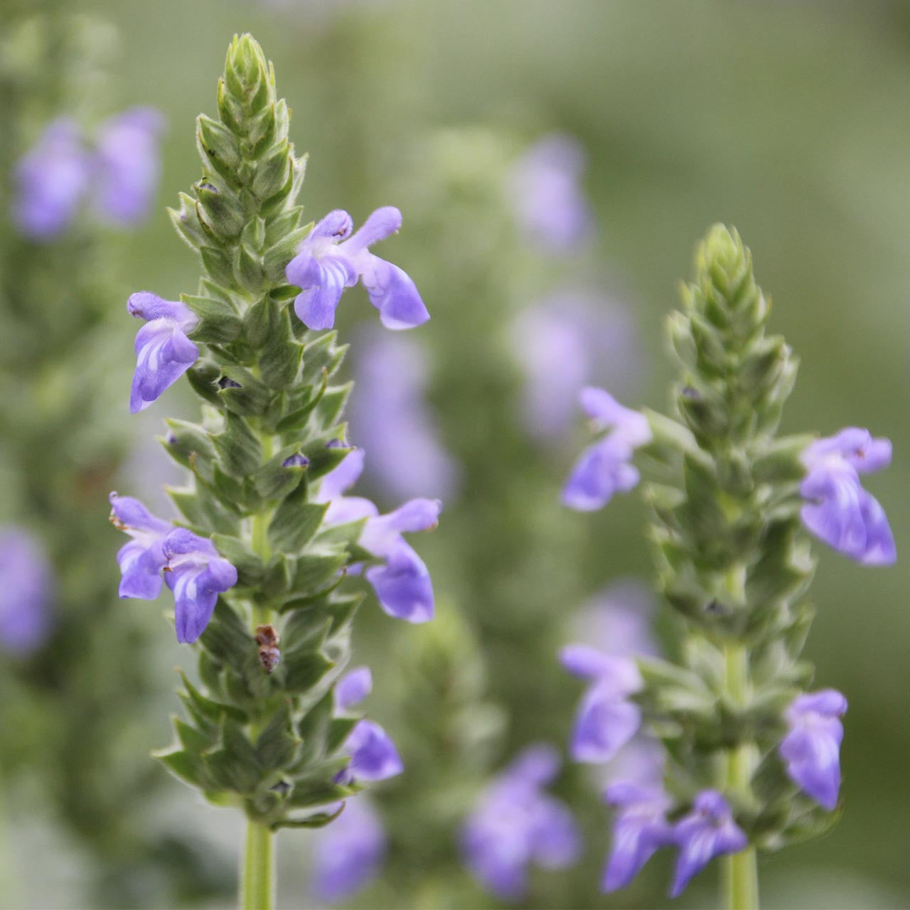chia seeds come from which plant Chia (Salvia hispanica) – Annies Heirloom Seeds
